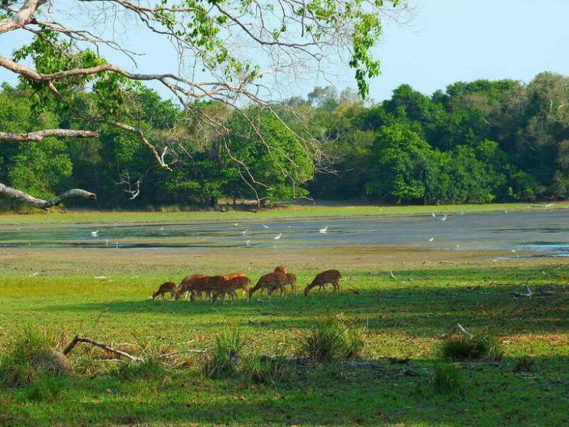wilpattu-national-park-morning-or-afternoon-safari-2