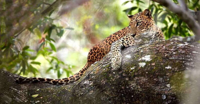 wilpattu-national-park-morning-or-evening-jeep-safari