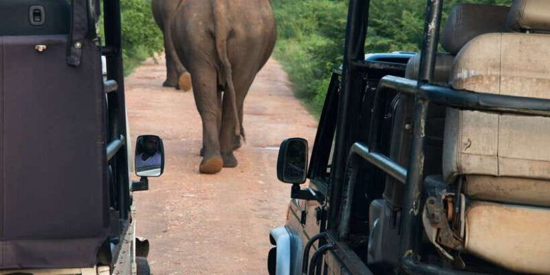 wilpattu-national-park-safari-tour-from-colombo