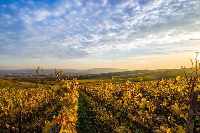 Wine Tours Sydney - Southern Highlands Day Escape, Full Day Wine Tasting Tour - Who Will Love This Tour?