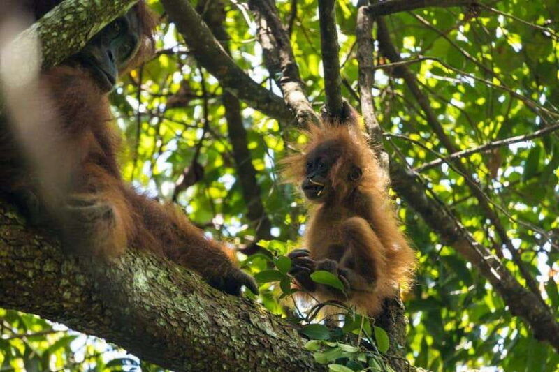 wonderfull-orangutan-sumatera-jungle-trekking-and-tour