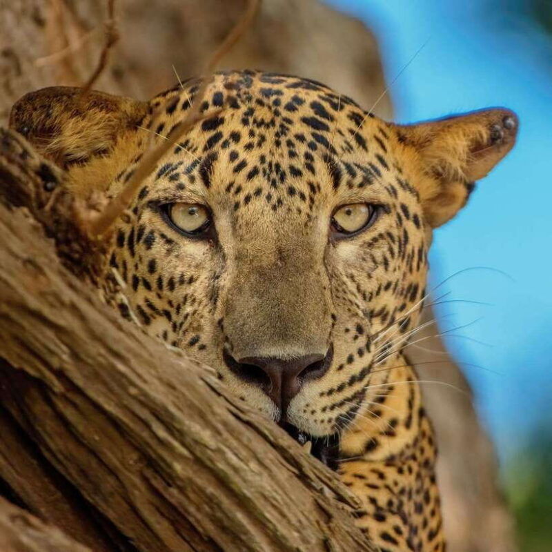 yala-national-park-7-hour-12-hour-leopard-safari-tours