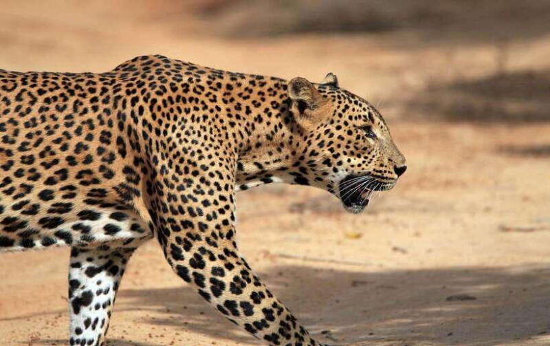 yala-national-park-7-hours-or-full-day-tour