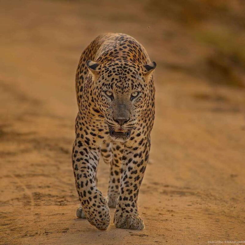 yala-national-park-half-day-or-full-day-leopard-safari-tour