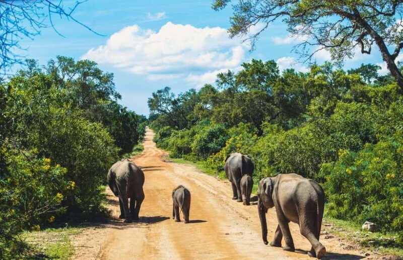 yala-national-park-leopard-safari-half-full-day-safari