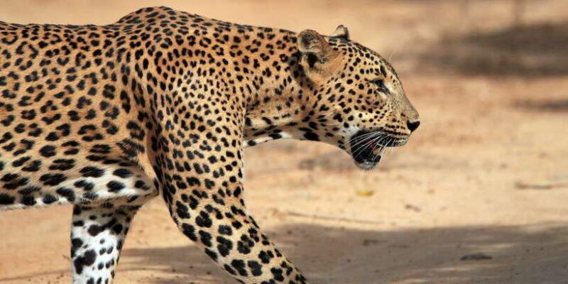 yala-national-park-morning-or-afternoon-golden-hour-safari