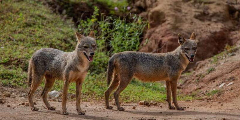 yala-national-park-private-full-day-safari-0400-1800