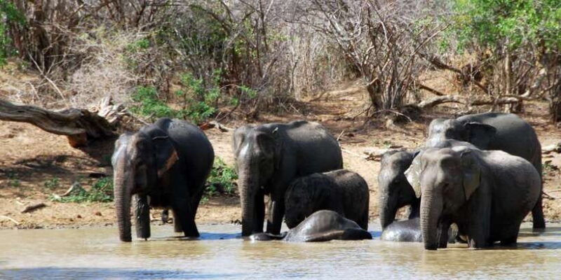 yala-national-park-private-safari-day-trip-with-lunch