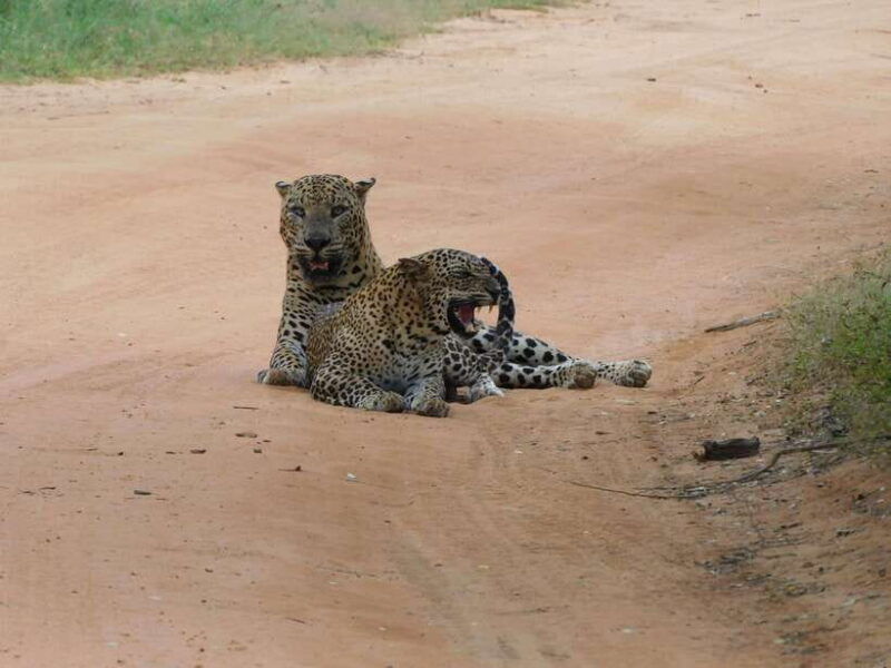 yala-national-park-safari-tours-7-hours-12-hours