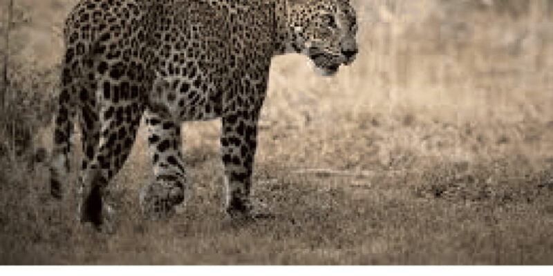 yala-private-safari-full-day-guided-by-a-professional