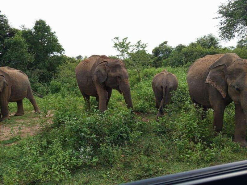 yala-udawalawe-safari-elephant-home-lifetime-experience