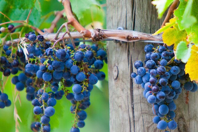 Yarra Valley, Dandenong Ranges inc. lunch with wine,plus morning tea,chocolate - Frequently Asked Questions