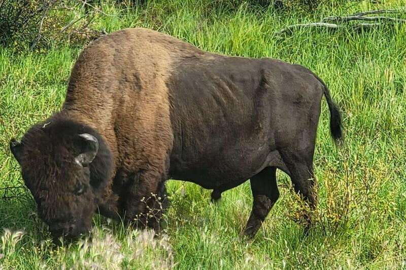 yellowknife-bison-highway-road-tour