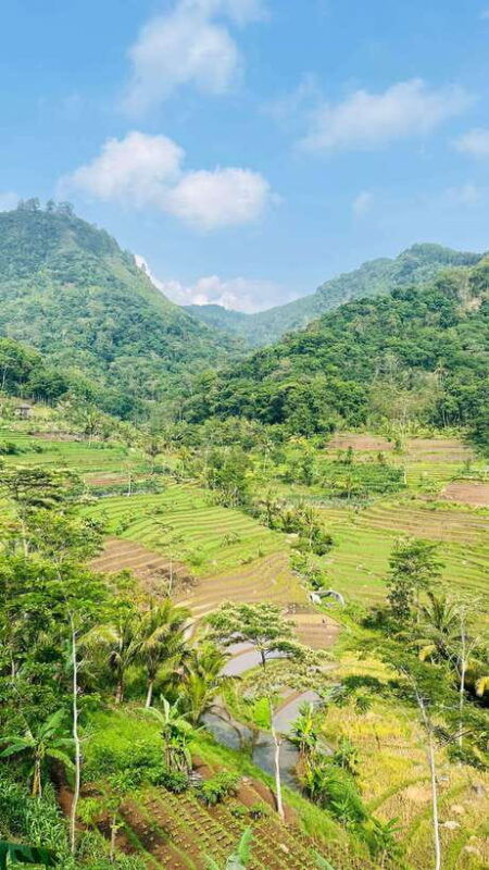 yogyakarta-borobudur-climb-up-selogriyo-rice-field-trekking