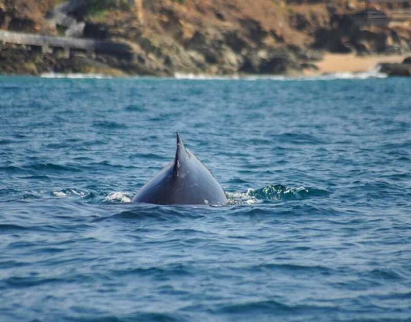 zihuatanejo-marine-life-observation-tour