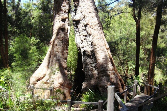 4 Day Tour: Albany, Margaret River, Valley of the Giants TreeTop Walk from Perth - Exploring Western Australia: A 4-Day Tour From Perth