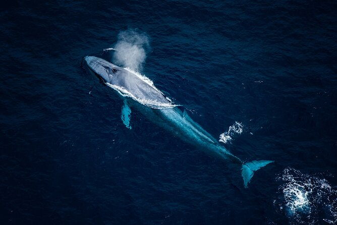 45 Minutes Whale Watching Ocean Safari Helicopter Tour Kaikoura - Introduction: Why This Kaikoura Helicopter Tour Stands Out