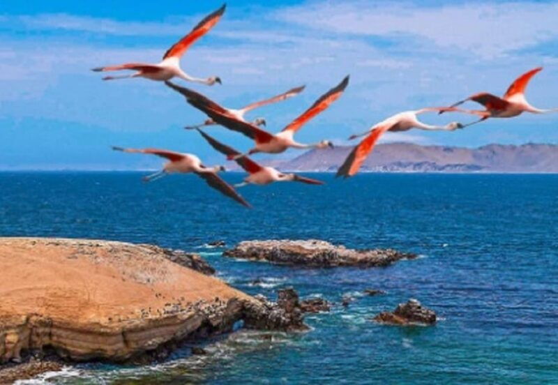 1-day-tour-to-ballestas-and-the-paracas-national-reserve