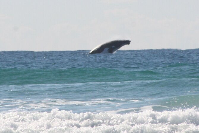 10-Day Surf Adventure from Brisbane to Sydney Including Coffs Harbour, Byron Bay and Gold Coast - FAQ