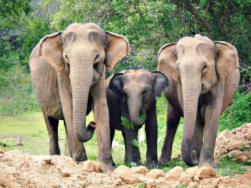 2-day-ella-and-yala-safari-tour-tour-from-colombo