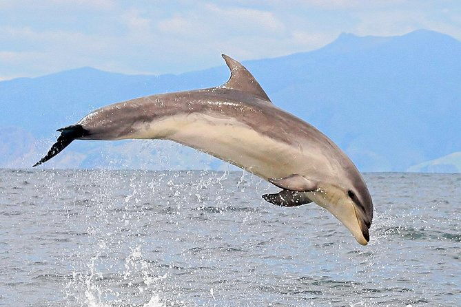 2 hour Dolphin Viewing Eco-Tour from Picton - Final Thoughts: Is It Worth It?