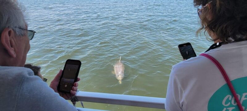 2-hour-tiki-dolphin-sightseeing-tour-in-cocoa-beach