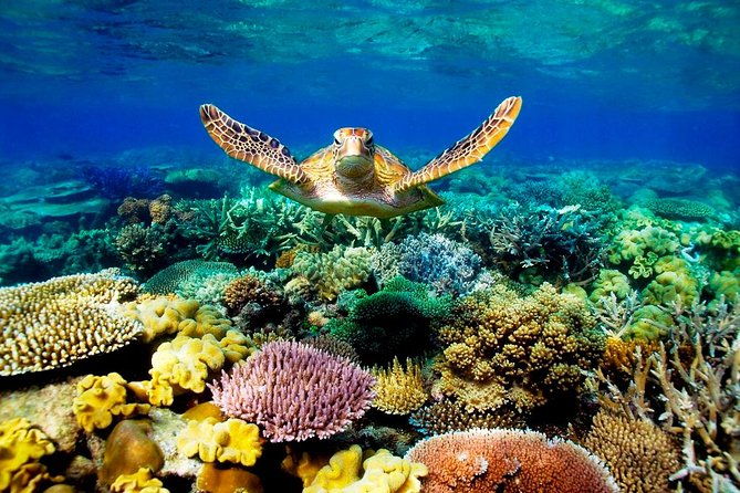 3-Day Best of Cairns Combo: The Daintree Rainforest, Great Barrier Reef, and Kuranda - Exceptional Guides and Personalized Insights