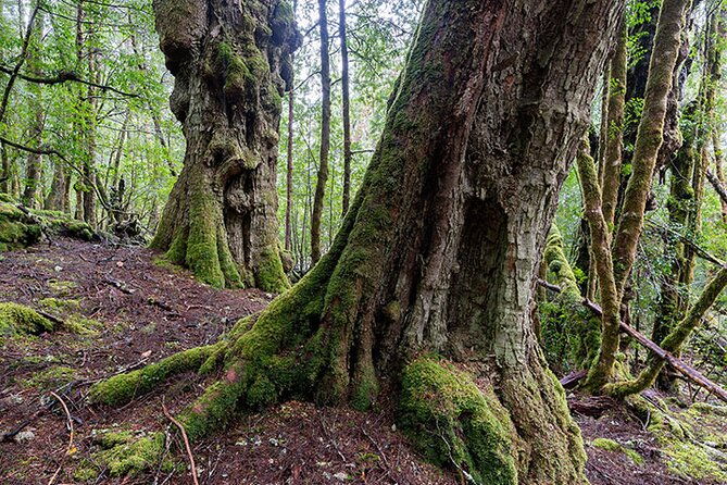 3-Day Cradle Mountain Photography Workshop - FAQs