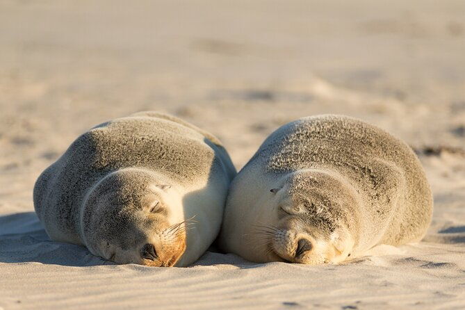 3-Day Kangaroo Island Adventure Tour - Frequently Asked Questions