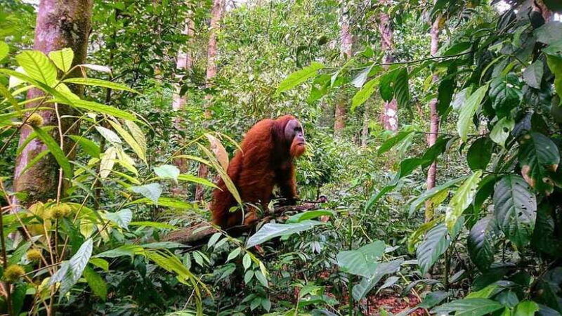 3-days-2-nights-orangutan-trek-bukit-lawang