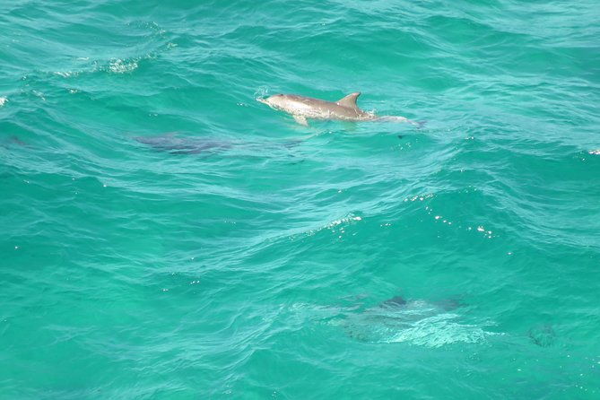 3-Hour Small-Group Byron Bay Tour - Who Should Consider This Tour?