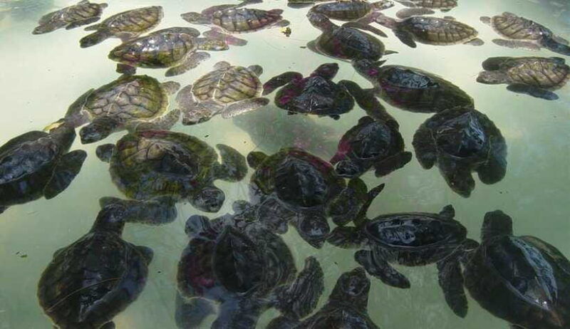 3-islands-snorkeling-with-glass-bottom-boat-gopro-shoot