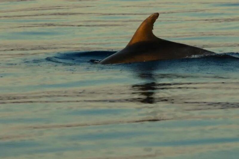35h-wild-bays-swim-snorkel-with-capt-bobo-public