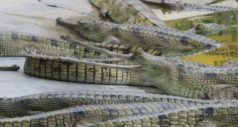4-days-chitwan-jungle-tour-with-1-night-jungle-tower-stay