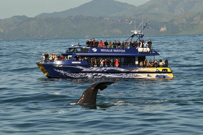 5-Day New Zealand North and South Island Highlights Tour - Who Is This Tour Best Suited For?