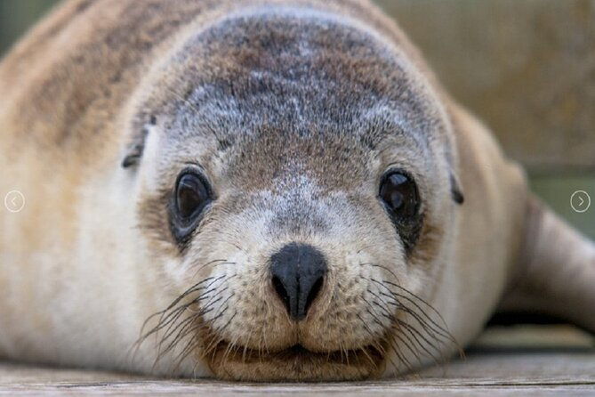 6 Days Kangaroo Island & Adelaide Shared Tour - FAQ