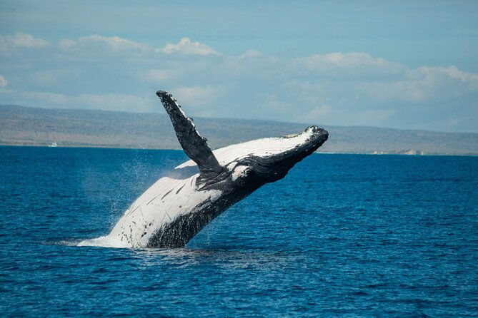 7 Hours Off Peak Whale Shark and Ningaloo Reef Tour in Exmouth - FAQ