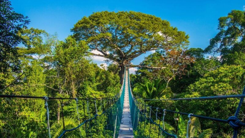 adventure-in-the-jungle-zipline-canopy-kayak