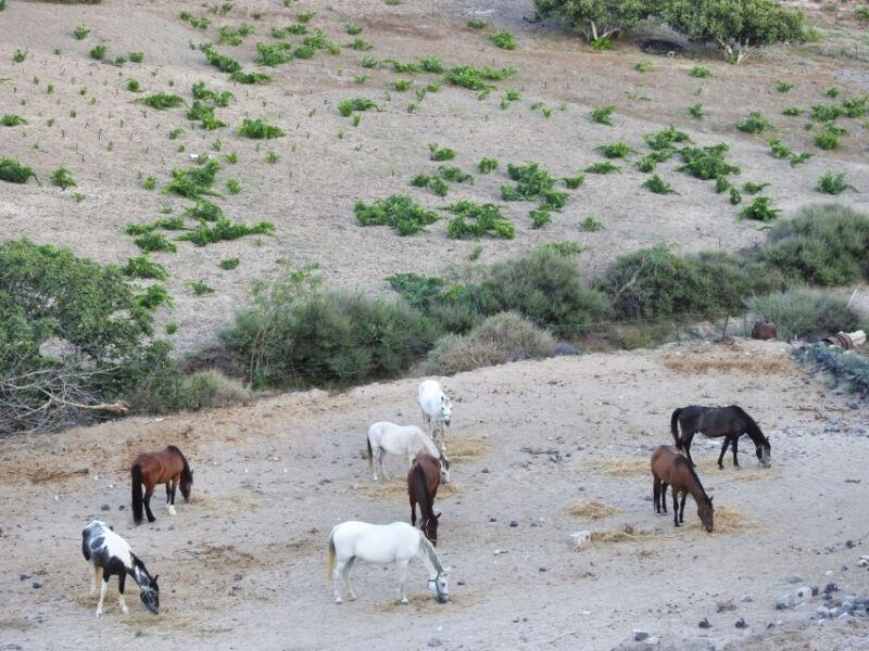 akrotiri-guided-horseback-riding-day-trip-to-a-beach