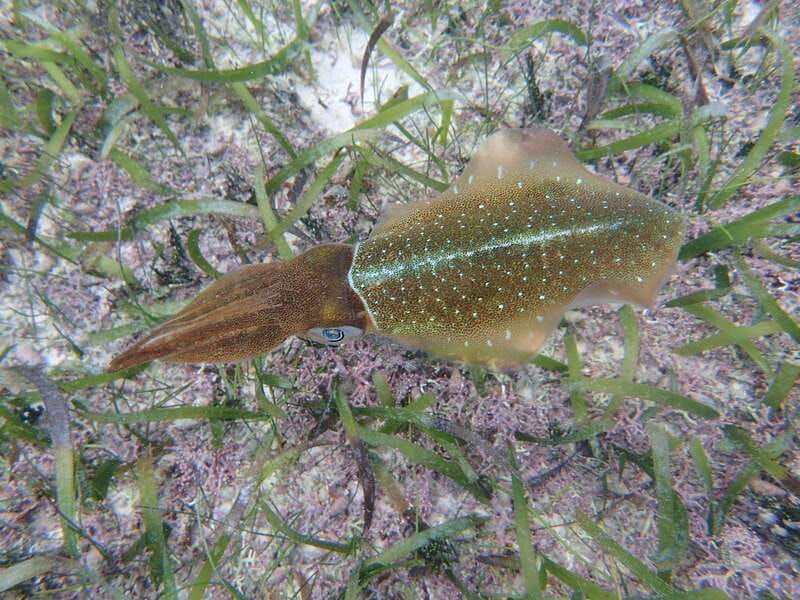 akumal-swimming-with-turtles-tour
