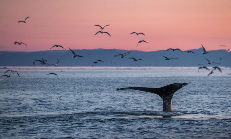 akureyri-arctic-coastline-whale-watching