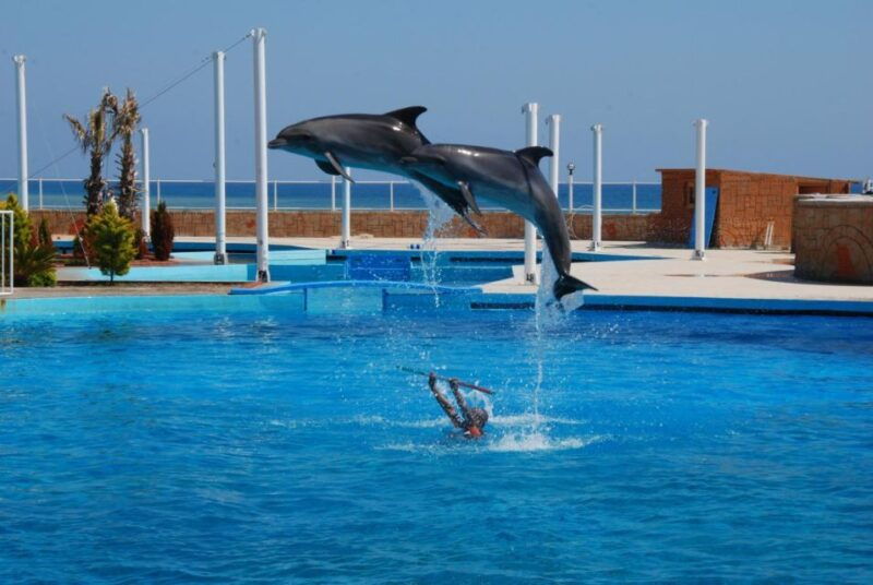 alanya-dolphin-and-seal-show-ticket-with-hotel-transfers
