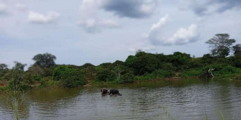 all-inclusive-minneriya-national-park-safari-with-hotel-pick