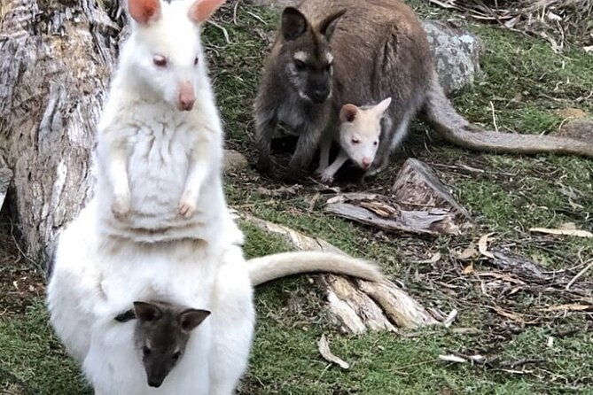 All inclusive Private Bruny Island Discovery Tour - Value and Pricing Analysis
