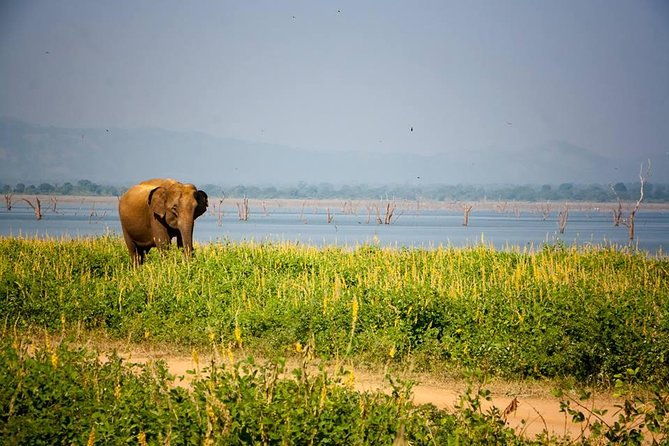 All Inclusive Private Safari in Minneriya National Park - The Sum Up