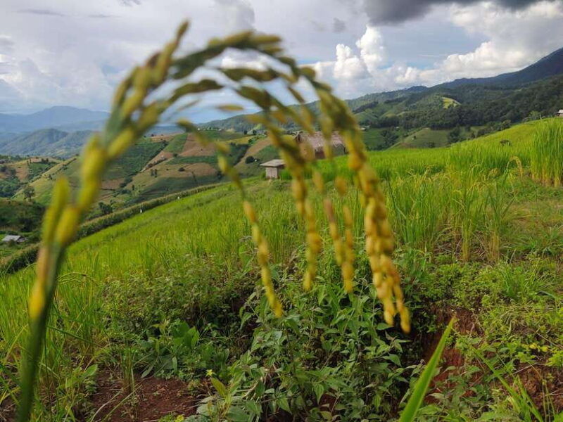 amazing-rice-fields-terraces-of-ban-pa-pong-pieng-private