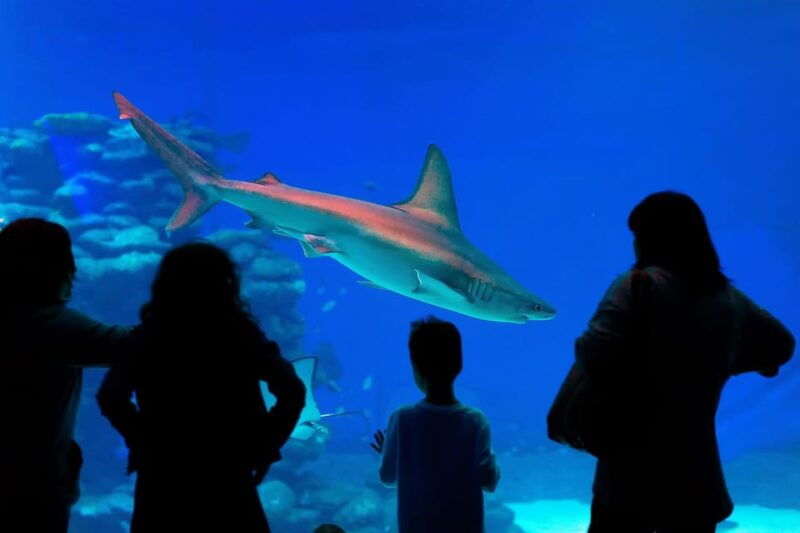 antalya-aquarium-and-wax-museum-entry-ticket