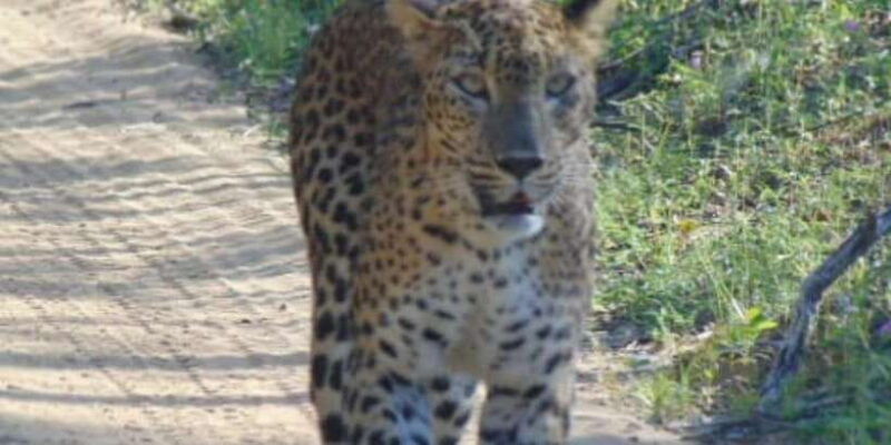 anuradhapura-full-day-wilpattu-national-park-private-safari