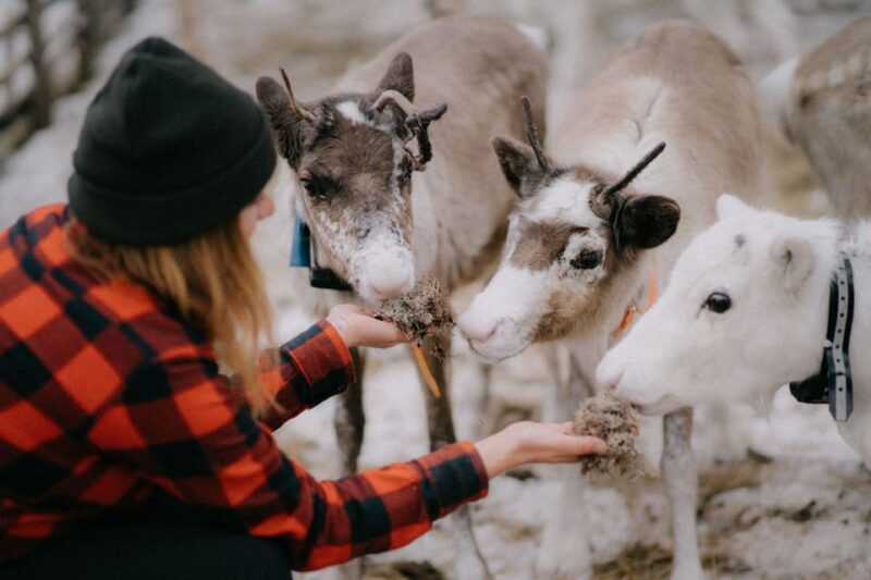 arctic-reindeer-farm-experience-with-snowshoeing-in-the-wild