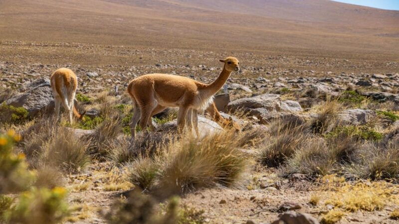 arequipa-2-day-classic-colca-canyon-tour